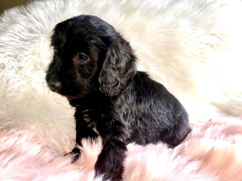 merle cockapoo puppies